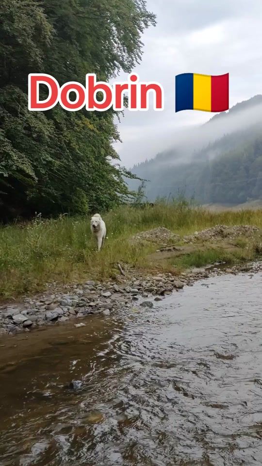 TikTok video thumbnail by marele.alabai