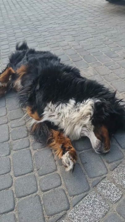 TikTok video thumbnail by ko0ozak