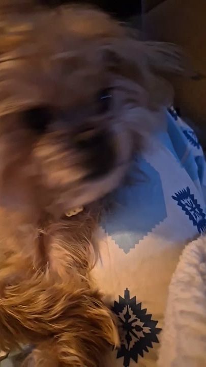 TikTok video thumbnail by dortheleladamsgaard