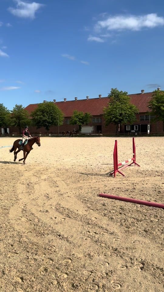 TikTok video thumbnail by sfs.equestrian_