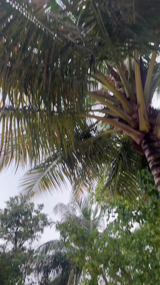 TikTok video thumbnail by tildelofvanderr