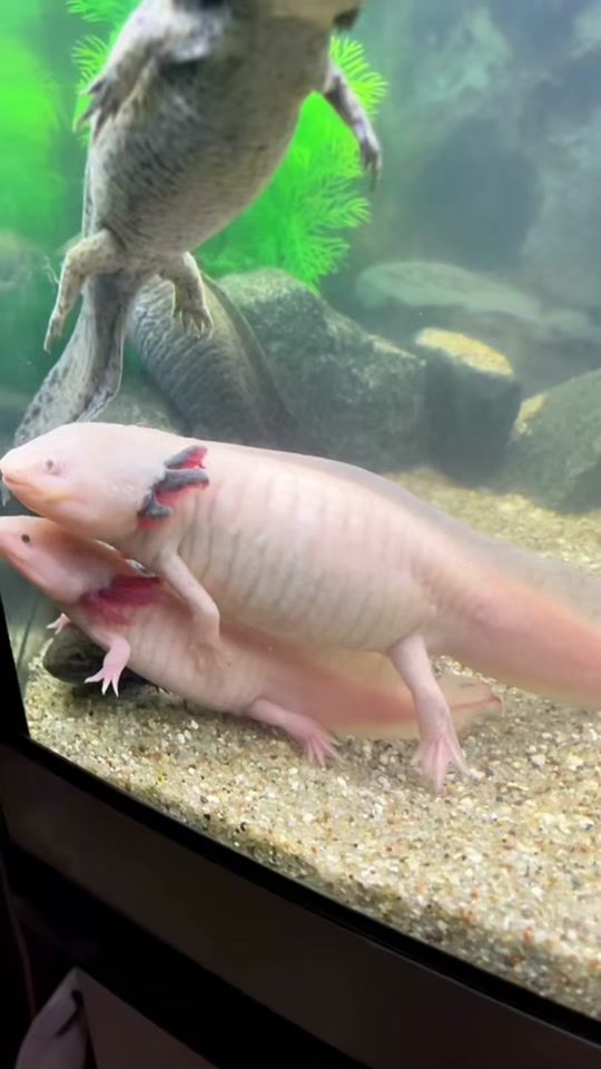 TikTok video thumbnail by animal__lifeee