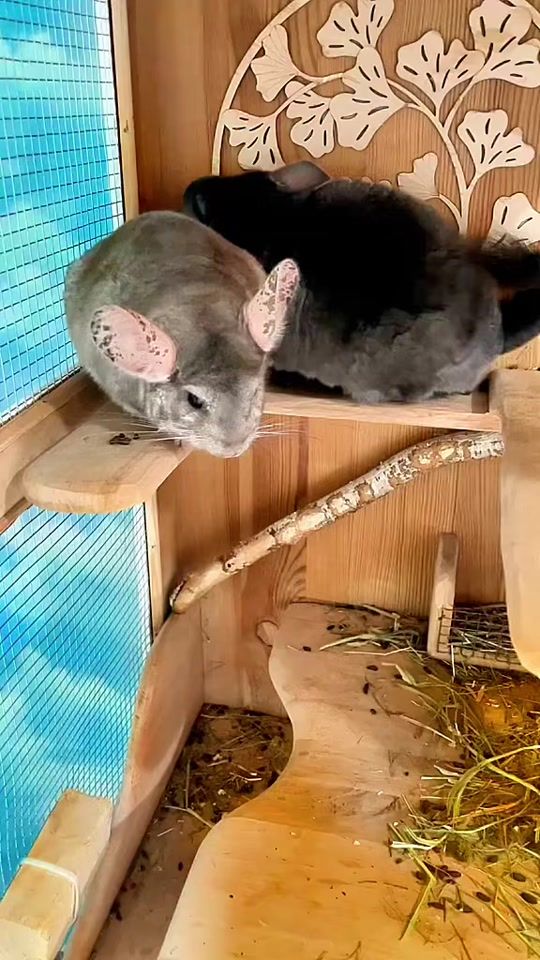 TikTok video thumbnail by animal__lifeee