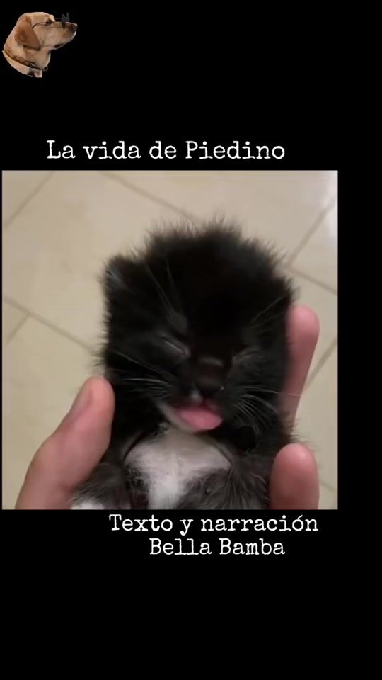 TikTok video thumbnail by bella_bamba