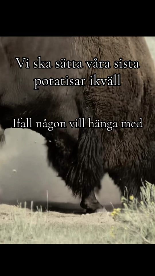 TikTok video thumbnail by mr.goranssons