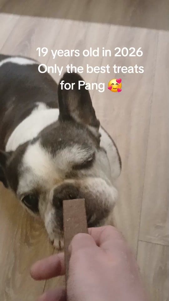 TikTok video thumbnail by oldest.frenchie