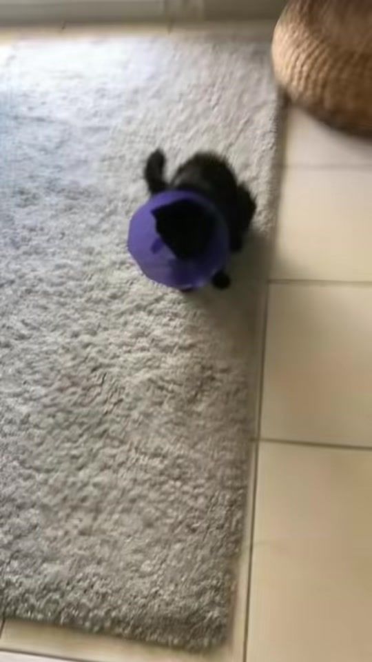 TikTok video thumbnail by karlouchat