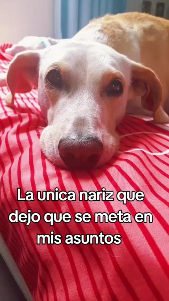 TikTok video thumbnail by winniebebita