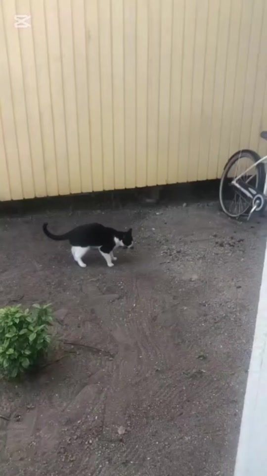 TikTok video thumbnail by diimaa85