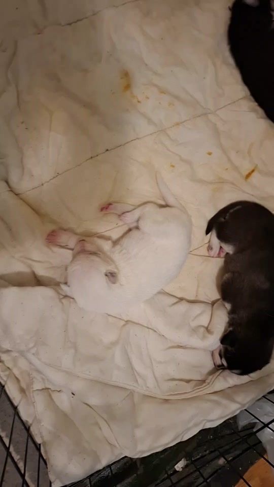 TikTok video thumbnail by mountainhuskyadventures