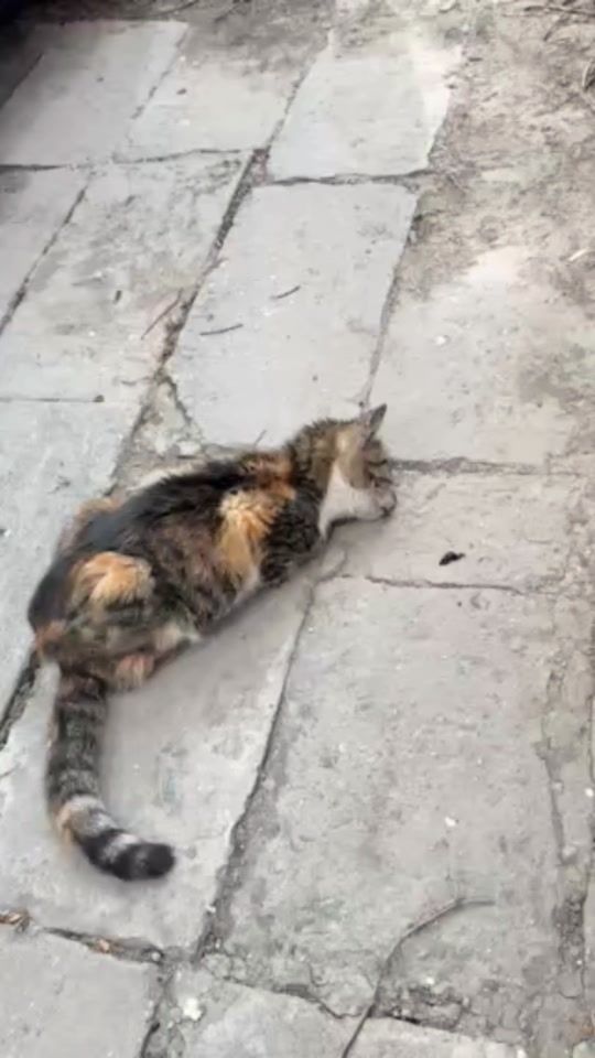 TikTok video thumbnail by save_me_foundation