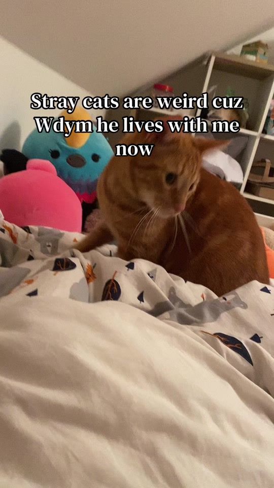 TikTok video thumbnail by s1lly_cat_h3re