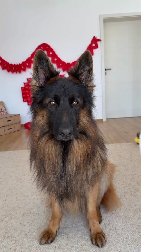TikTok video thumbnail by leo.tiger.nala