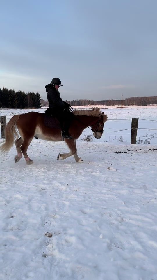 TikTok video thumbnail by jakke.equestrian