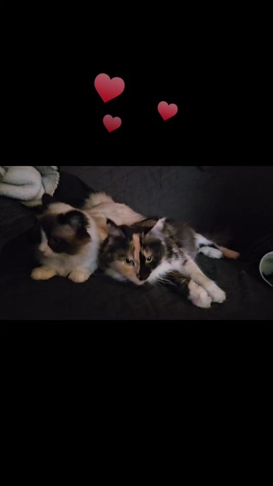 TikTok video thumbnail by janetrohwer