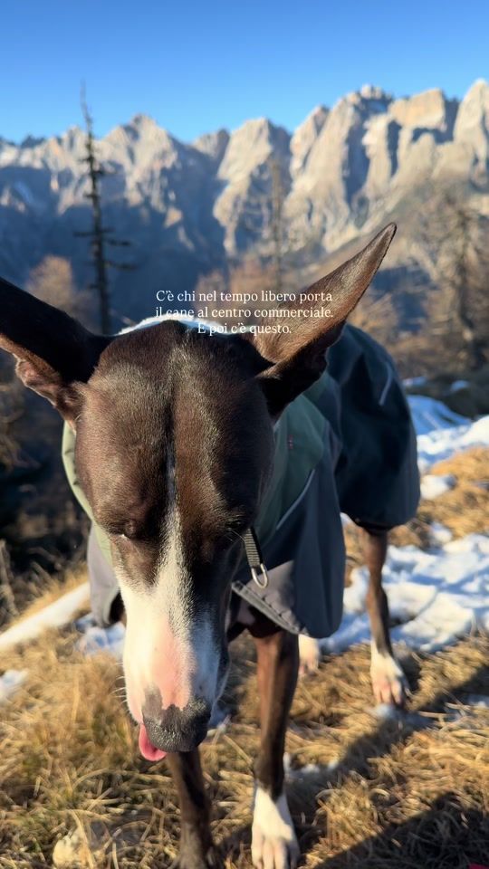 TikTok video thumbnail by adetherescuedog