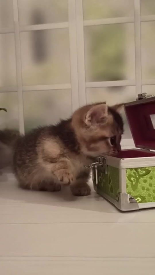 TikTok video thumbnail by meowworld41