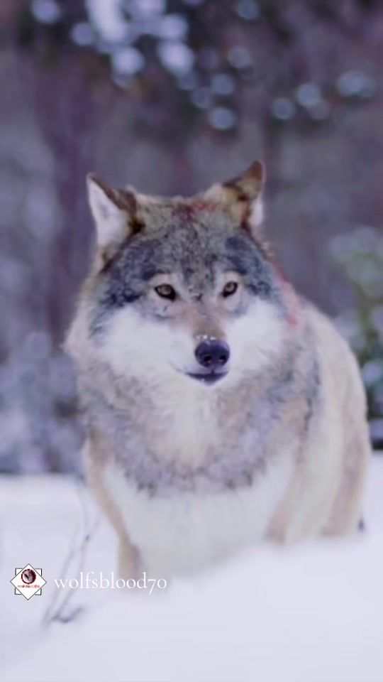 TikTok video thumbnail by wolfsblood70