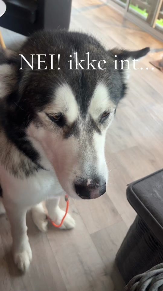 TikTok video thumbnail by daniel_g_mengkrok