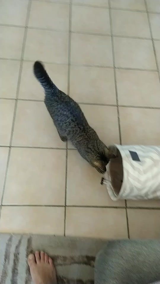 TikTok video thumbnail by kaliwapiti
