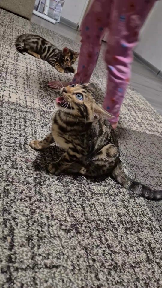 TikTok video thumbnail by haydubengals