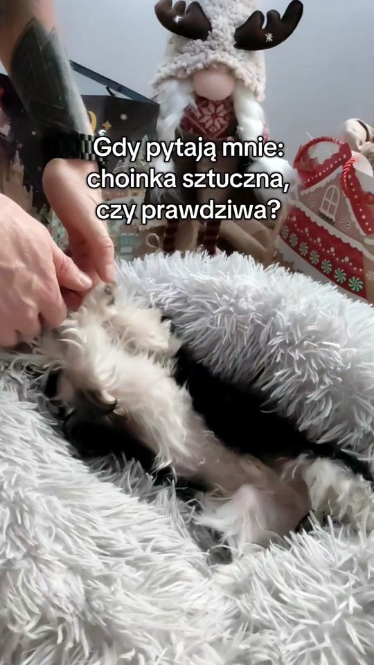 TikTok video thumbnail by zpamietnikaszkudlapka
