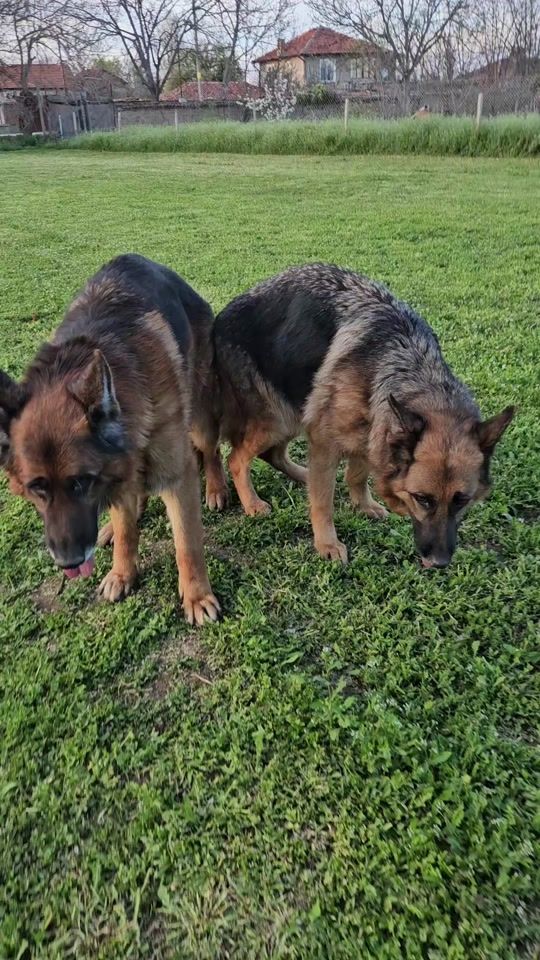 TikTok video thumbnail by hristo_gsd