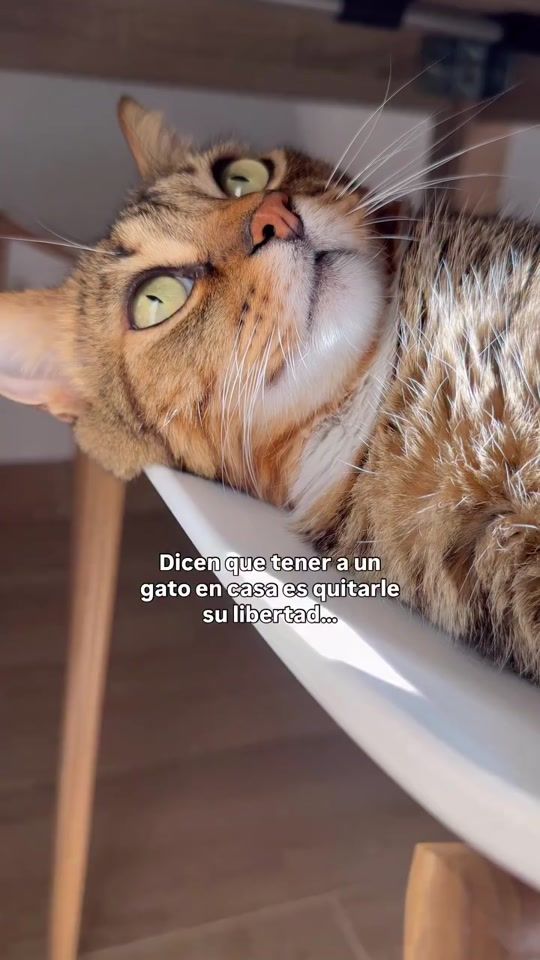 TikTok video thumbnail by zipie_y_estrella_rebeca