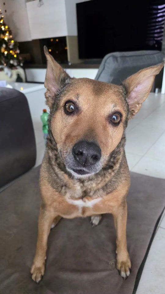 TikTok video thumbnail by engelchenbengelchen1