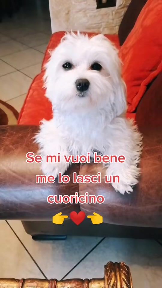TikTok video thumbnail by maltesetoylilly