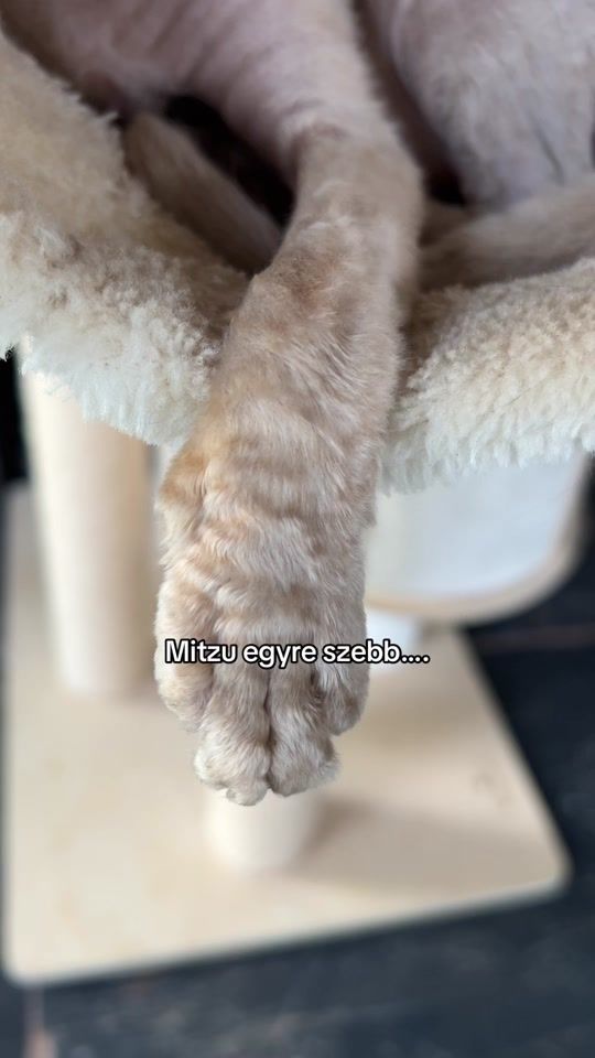 TikTok video thumbnail by pixies.and.potions_devon