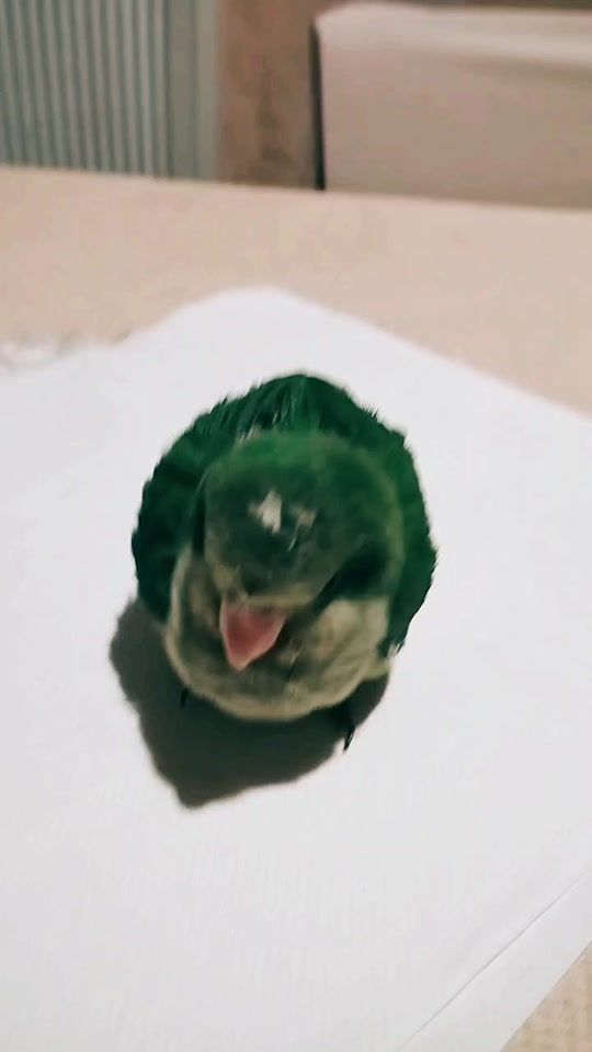 TikTok video thumbnail by assuntaalfredoluc