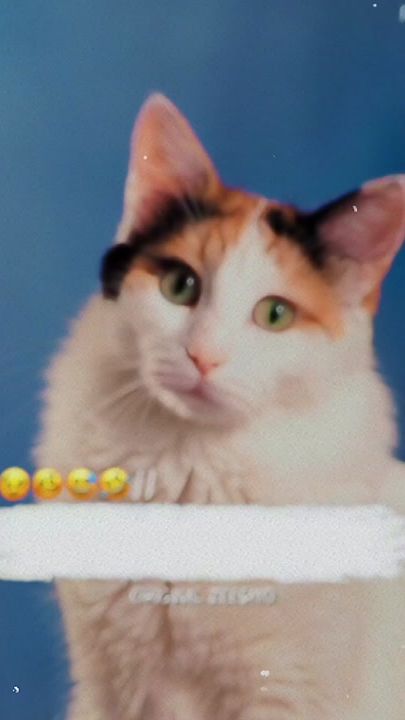 TikTok video thumbnail by original_zeesho