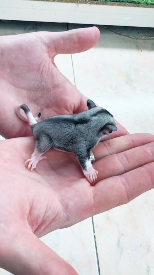 TikTok video thumbnail by exoticpanimals