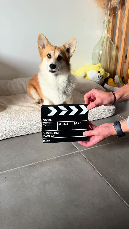 TikTok video thumbnail by lemonlecorgi