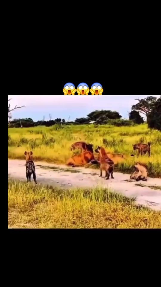 TikTok video thumbnail by gryg_boca