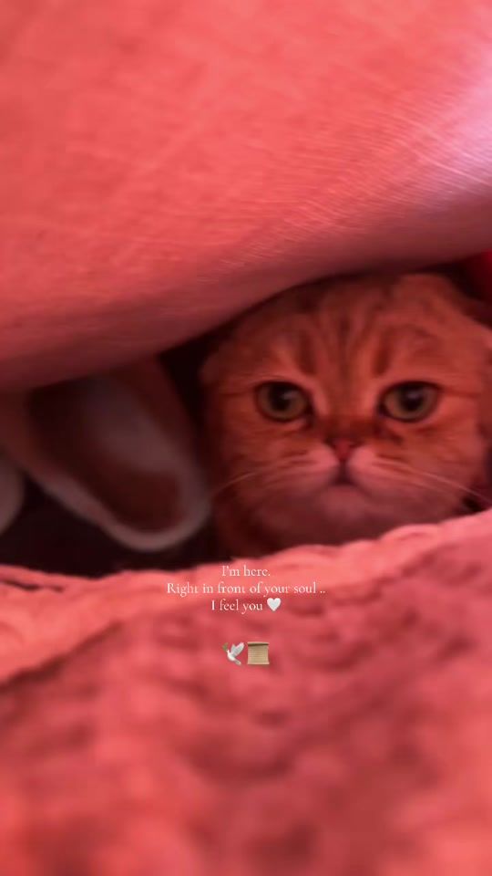 TikTok video thumbnail by nour.9.6.3