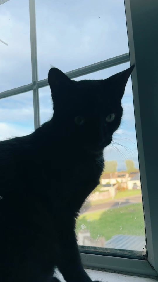 TikTok video thumbnail by tiger.bc807