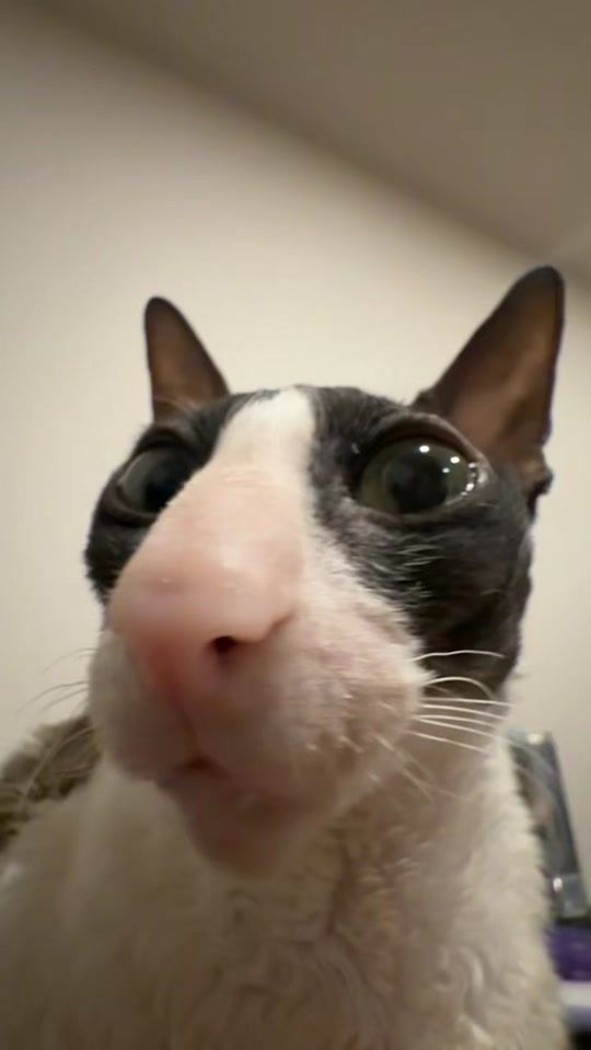 TikTok video thumbnail by cornishrex.feya