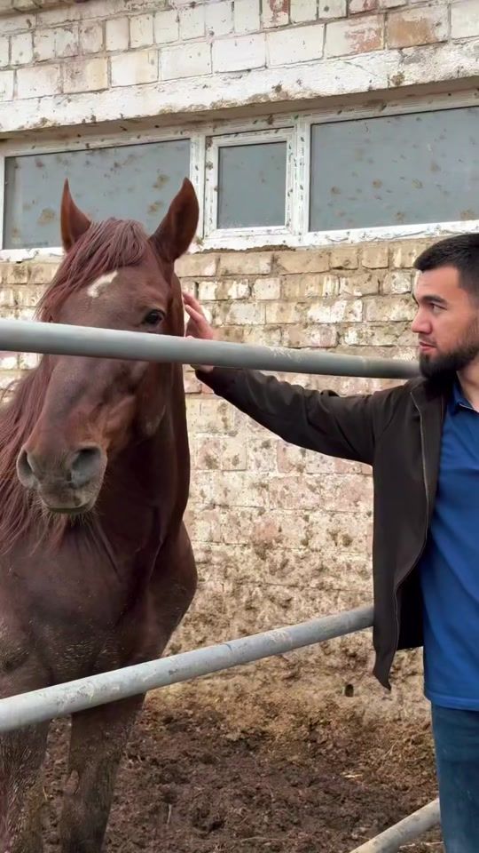 TikTok video thumbnail by mustafo_horses