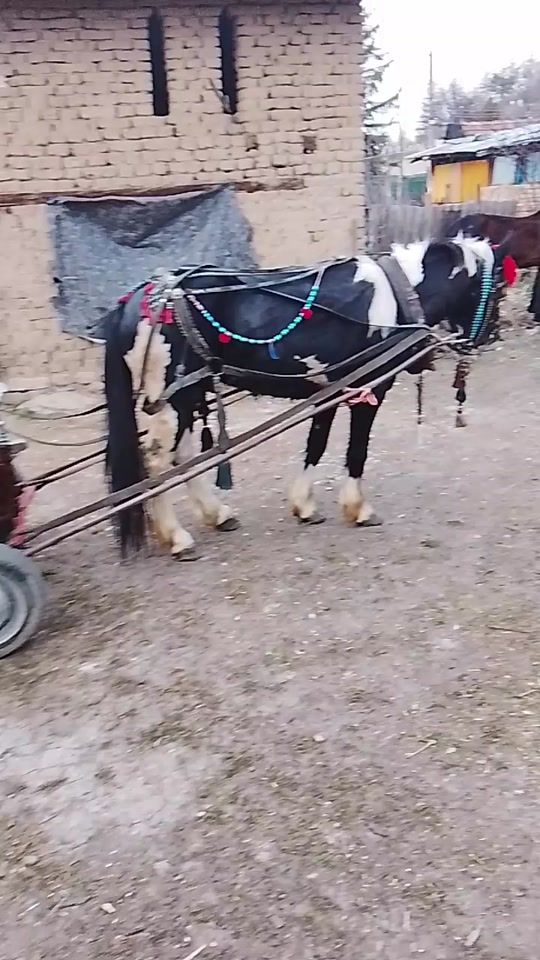 TikTok video thumbnail by radi.sahevi