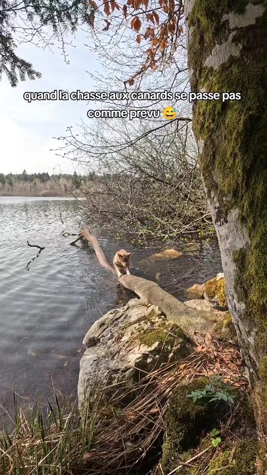 TikTok video thumbnail by elodie_fit_training