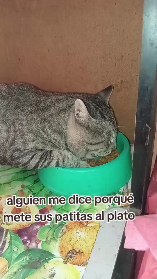 TikTok video thumbnail by codigo_salvaje