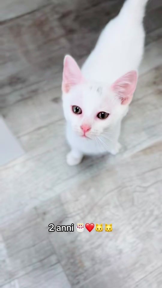 TikTok video thumbnail by alessia.colettaa