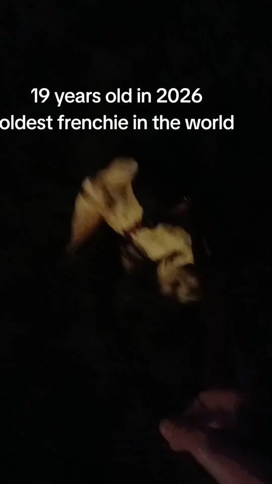 TikTok video thumbnail by oldest.frenchie