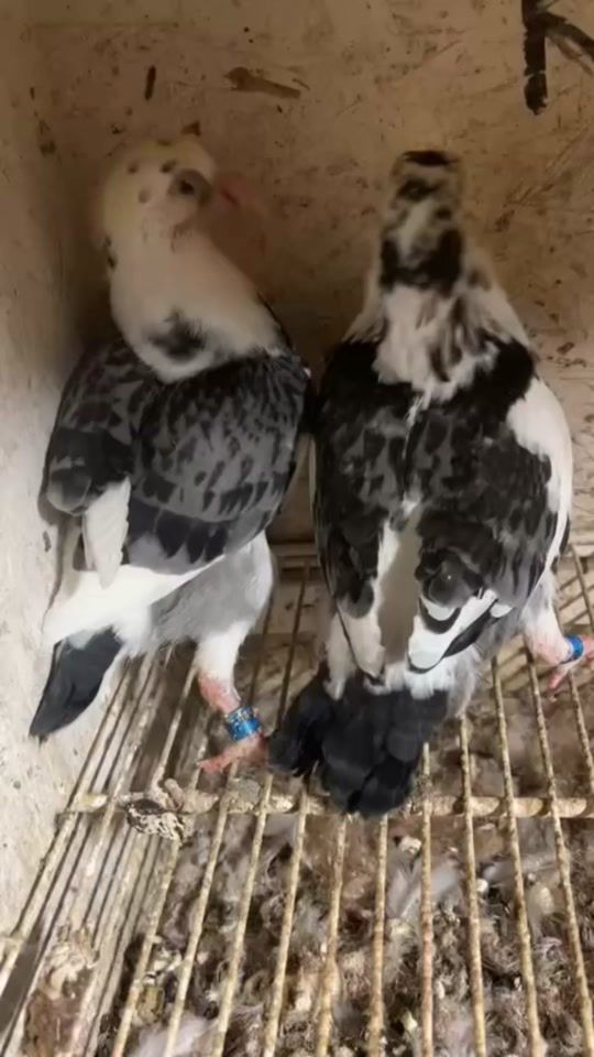 TikTok video thumbnail by team.qooley