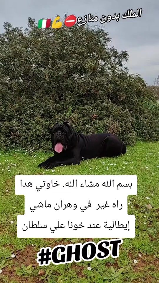 TikTok video thumbnail by farouk_couvid