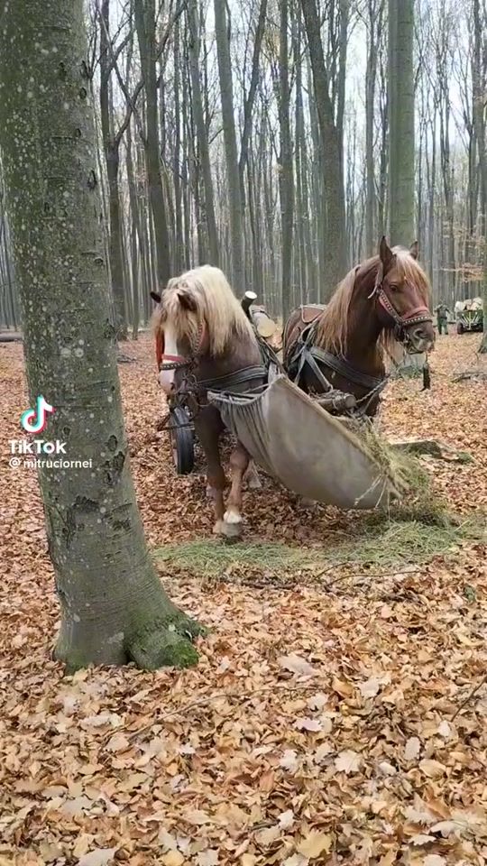 TikTok video thumbnail by adicosmin12