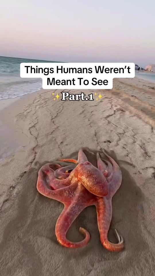 TikTok video thumbnail by this.our.planet