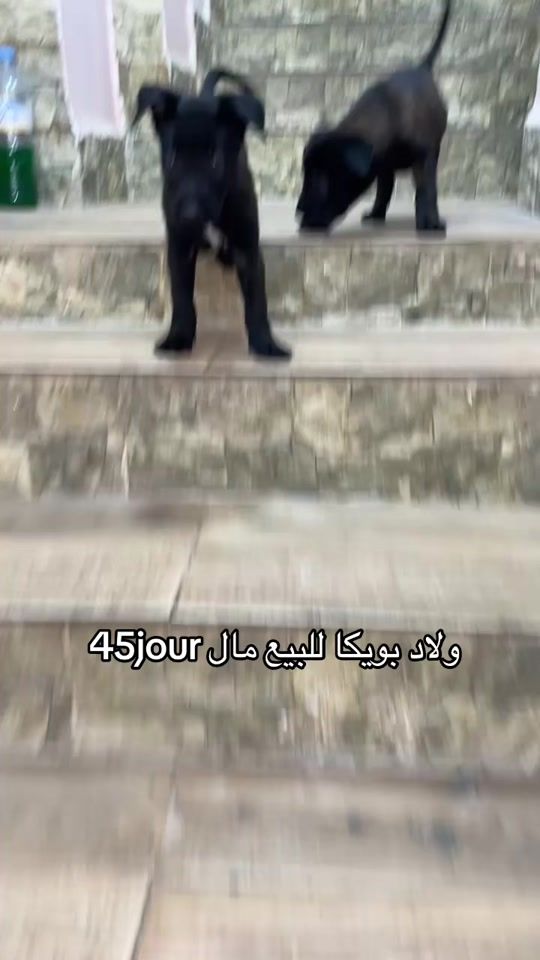 TikTok video thumbnail by __nadir2